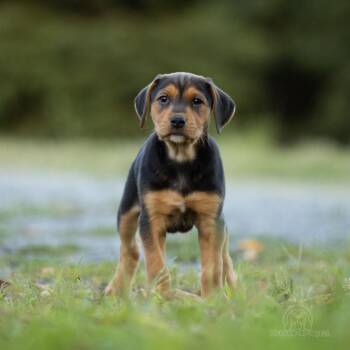 Nova