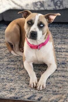 Staffordshire Bull Terrier Dogs Available for Adoption - Gurlee Rae (F) | PetCurious