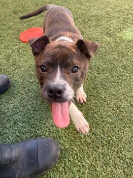 Razzle -  Boxer Dog for Adoption in Seguin, Texas - Razzle | PetCurious