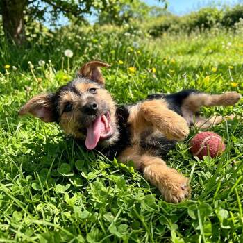 Noodles -  Cairn Terrier Dog for Adoption in Athens, Alabama - Noodles | PetCurious