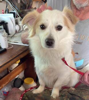 Otto -  Pomeranian and Shih Tzu Dog Available for Adoption in Rochester, New York - Otto | PetCurious