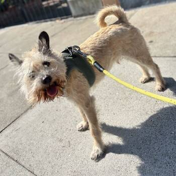 Rescue Terrier Dogs for Adoption in San Francisco, California - Jackson 13440 | PetCurious