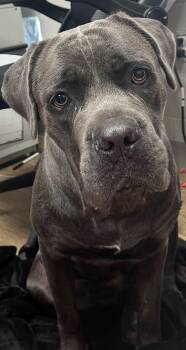 Connie -  Cane Corso Dog for Adoption in Rowlett, Texas - Connie | PetCurious