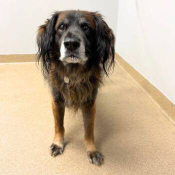 SPIRIT -  Welsh Springer Spaniel and Leonberger Dog for Adoption in Aurora, Colorado - SPIRIT | PetCurious