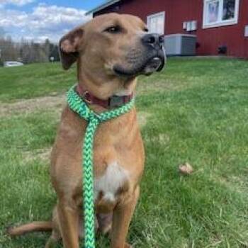 Mixed Breed Dogs Available for Adoption in Morristown, Vermont - Patty | PetCurious