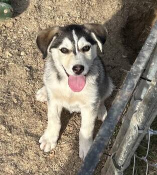 Misha -  Siberian Husky Dog for Adoption in Brownstown, Indiana - Misha | PetCurious
