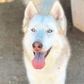 Axolotl -  Siberian Husky and Mixed Breed Dog for Adoption in Bellevue, Washington - Axolotl | PetCurious