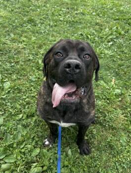 Chunk -  Cane Corso Dog for Adoption in Brunswick, Ohio - Chunk | PetCurious
