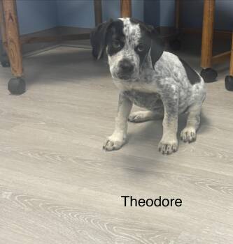 Theodore -  Coonhound Dog for Adoption in Ulster, Pennsylvania - Theodore | PetCurious