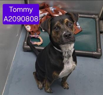TOMMY -  German Shepherd Dog and Mixed Breed Dog for Adoption in Houston, Texas - TOMMY | PetCurious