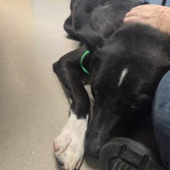 Leon -  Border Collie and Australian Cattle Dog Blue Heeler Dog for Adoption in Grand Junction, Colorado - Leon | PetCurious