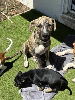 Black Mouth Cur and Labrador Retriever Dogs Available for Adoption in Lakeland, Florida - Parkour | PetCurious
