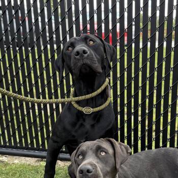 Bart -  Labrador Retriever Dog for Adoption in Bourbonnais, Illinois - Bart | PetCurious