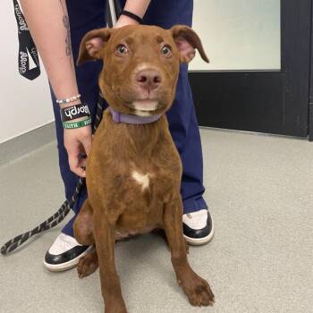 Mixed Breed and Chocolate Labrador Retriever Dogs Available for Adoption in Abilene, Texas - Mochi | PetCurious