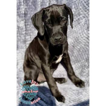 German Shorthaired Pointer and Cane Corso Dogs Available for Adoption in Inglewood, California - Saint Joseph Litter-Scarlette COH | PetCurious