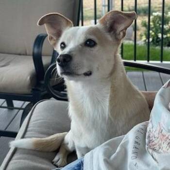 Molly (Molly May) -  Cardigan Welsh Corgi Dog for Adoption in Carlin, Nevada - Molly (Molly May) | PetCurious