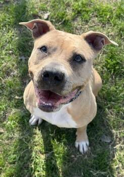 American Staffordshire Terrier and Mixed Breed Dogs Available for Adoption in San Antonio, Texas - Gemma | PetCurious