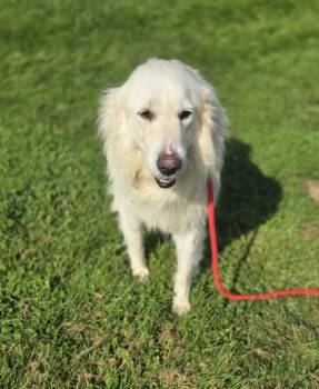 Hero -  Great Pyrenees Dog for Adoption in Lancaster, Ohio - Hero | PetCurious