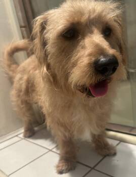 Shih Tzu Dogs Available for Adoption in El Cajon, California - SCOOBY  | PetCurious