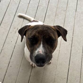 Charlie -  Pit Bull Terrier and Mixed Breed Dog for Adoption in Fayetteville, Arkansas - Charlie | PetCurious