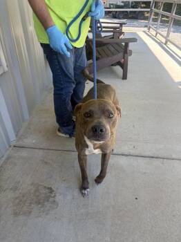 Gravy -  Pit Bull Terrier and Mixed Breed Dog for Adoption in Lawrenceburg, Tennessee - Gravy | PetCurious