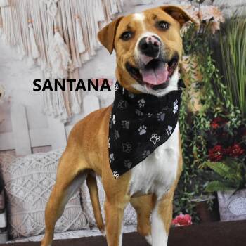 Santana -  Pit Bull Terrier and Mixed Breed Dog for Adoption in Yuma, Arizona - Santana | PetCurious