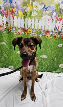 American Staffordshire Terrier and German Shepherd Dog Dogs Available for Adoption in Wabash, Indiana - Knox | PetCurious