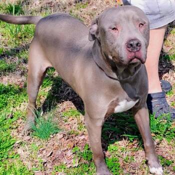Blue -  Pit Bull Terrier Dog for Adoption in Zuni, Virginia - Blue | PetCurious