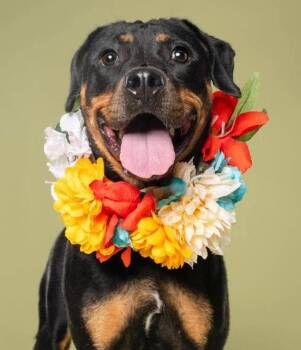 Dallas -  Rottweiler Dog for Adoption in Deering, New Hampshire - Dallas | PetCurious