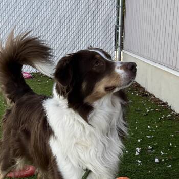 Australian Shepherd Dogs Available for Adoption in Bedford, New Hampshire - Luca | PetCurious