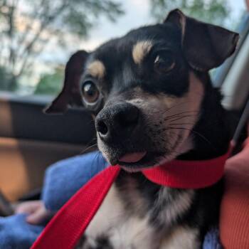 Chihuahua and Miniature Pinscher Dogs Available for Adoption - Giyu | PetCurious