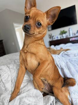 Chihuahua Dogs Available for Adoption in Douglas, Georgia - Pea | PetCurious