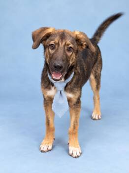 Chester -  German Shepherd Dog and Labrador Retriever Dog for Adoption in Houston, Texas - Chester | PetCurious