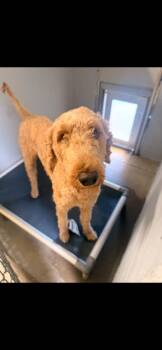 Big Hearted Biscuit -  Standard Poodle Dog for Adoption in Randolph, Massachusetts - Big Hearted Biscuit | PetCurious