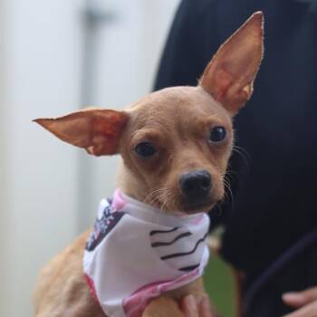 SALSA -  Chihuahua Dog for Adoption in San Antonio, Texas - SALSA | PetCurious