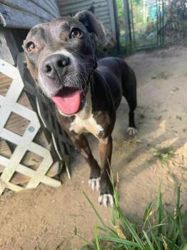 Rescue Pit Bull Terrier Dogs for Adoption in Silsbee, Texas - Kendra #A139680 | PetCurious