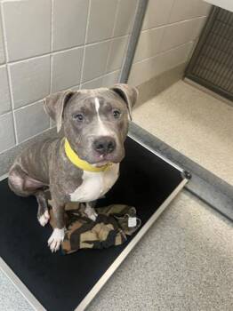 Rescue Boxer and Mixed Breed Dogs for Adoption in Omaha, Nebraska - BRUNO | PetCurious