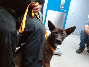 BLUEBERRY -  Belgian Shepherd Malinois and Mixed Breed Dog for Adoption in Albuquerque, New Mexico - BLUEBERRY | PetCurious