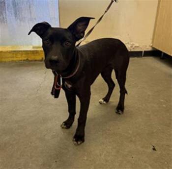 EVE -  Pit Bull Terrier and Mixed Breed Dog for Adoption in Camarillo, California - EVE | PetCurious