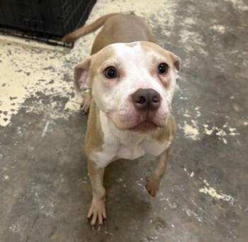 Maribel -  Pit Bull Terrier and Mixed Breed Dog for Adoption in West Memphis, Arkansas - Maribel | PetCurious