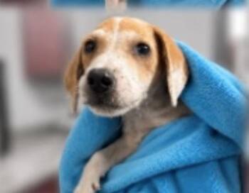 Sasah -  English Coonhound and Mixed Breed Dog for Adoption in Partlow, Virginia - Sasah | PetCurious