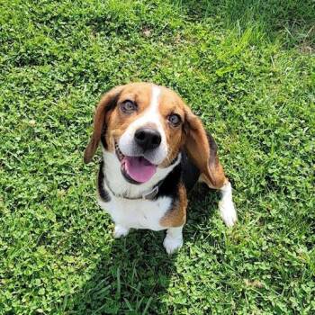 June Bug -  Beagle Dog for Adoption in West Jefferson, Ohio - June Bug | PetCurious