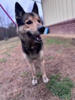 German Shepherd Dog and Husky Dogs Available for Adoption - Sheba | PetCurious