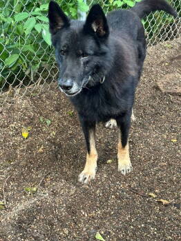 Rescue German Shepherd Dog Dogs for Adoption in St. Cloud, Minnesota - Crixus | PetCurious