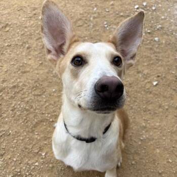Brad -  Mixed Breed Dog for Adoption in Bentonville, Arkansas - Brad | PetCurious
