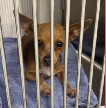 Tinkerbell -  Chihuahua Dog for Adoption in Thompson Falls, Montana - Tinkerbell | PetCurious