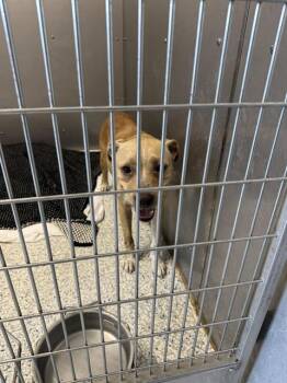 Rescue Labrador Retriever and Mixed Breed Dogs for Adoption in Brunswick, Georgia - KATE | PetCurious