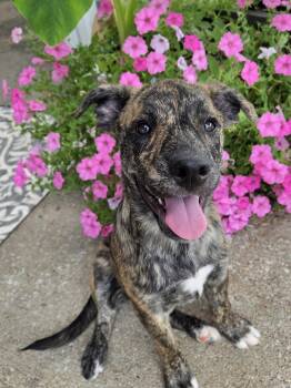 Katara -  Plott Hound Dog for Adoption - Katara | PetCurious
