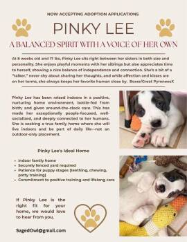 Great Pyrenees and Boxer Dogs Available for Adoption in Pflugerville, Texas - Pinky Lee | PetCurious