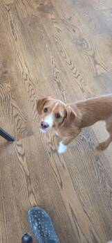 Goldendoodle and Jack Russell Terrier Dogs Available for Adoption in Warren, Michigan - Ernie | PetCurious